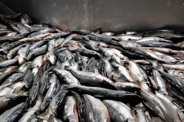 红大马哈鱼鲑鱼处理采用美国阿拉斯加州