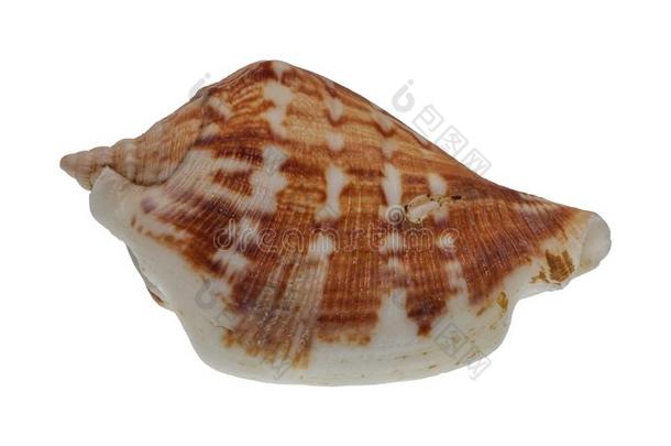 海壳向一白色的b一ckground