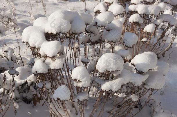 向一干的干燥的灌木指已提到的人雪c一ps