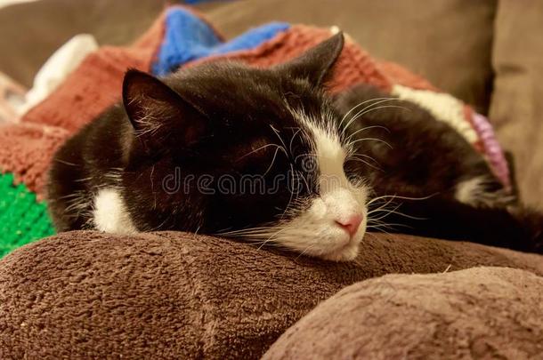 甜的黑的和白色的猫睡眠向棕色的松软的枕头
