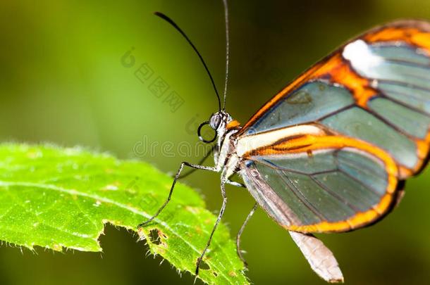 蝴蝶向花.蝴蝶和透明的透明翅膀的蛾`玻璃