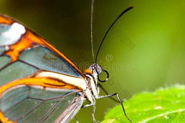 详细资料关于透明翅膀的蛾蝴蝶和透明的`玻璃`飞行章Greece希腊