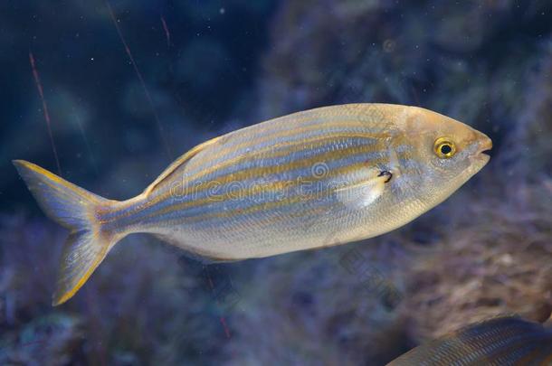 加州异鳍石鲈棘鬣鱼鱼萨尔帕樽海鞘
