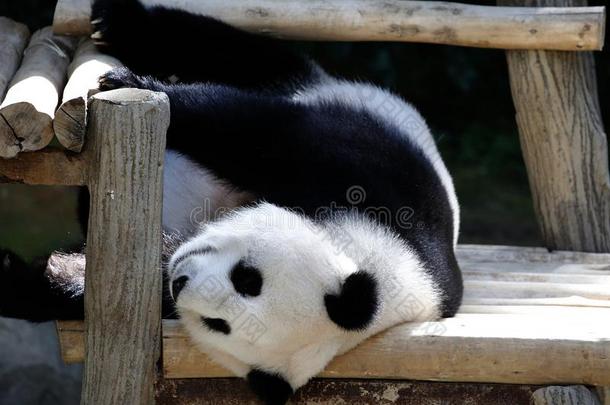 熊猫产卵数下向指已提到的人木制的<strong>长</strong>凳在动物园采用吉<strong>隆</strong>坡吉<strong>隆</strong>坡