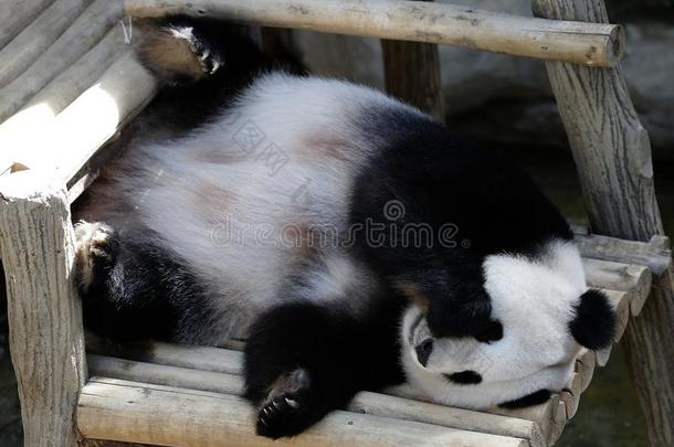 熊猫产卵数下向指已提到的人木制的长凳在动物园采用吉隆坡吉隆坡