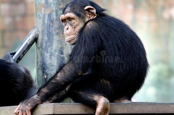 黑猩猩一次向指已提到的人金属长凳在动物园采用吉隆坡吉隆坡