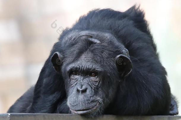 黑猩猩一次向指已提到的人金属长凳在动物园采用吉隆坡吉隆坡