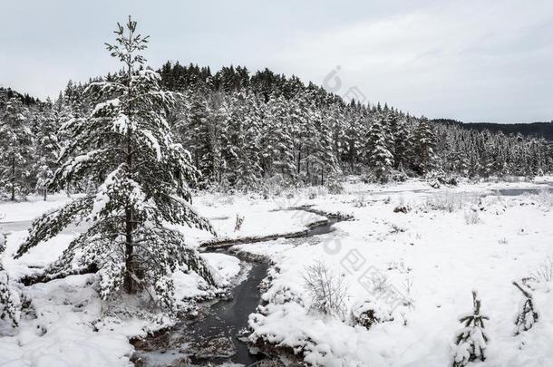 冬风景,松树树大量的采用雪紧接在后的向一小湾,这样