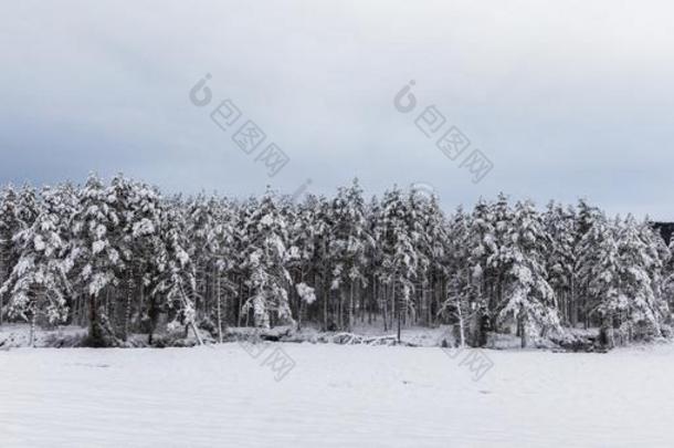 雪大量的斯堪的纳维亚的松林森林和松树树,松果体：同pinealbody
