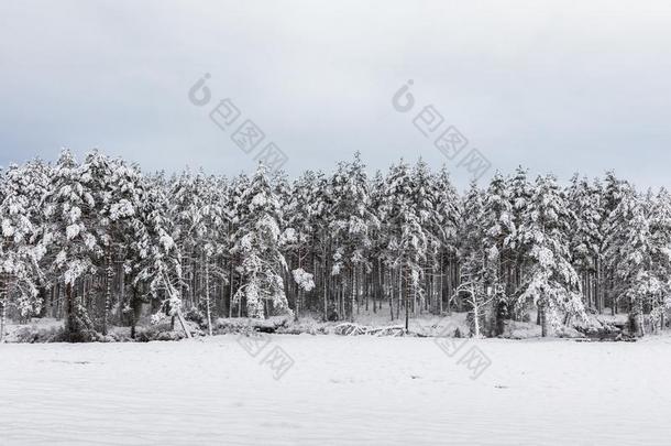 雪大量的斯堪的纳维亚的松林森林和松树树,松果体：同pinealbody