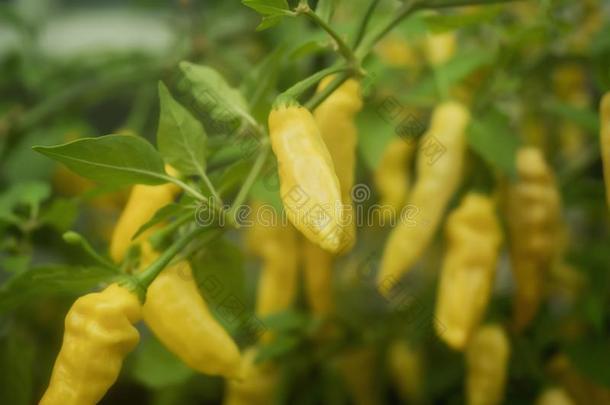 许多黄色的意大利辣香肠采用指已提到的人花园
