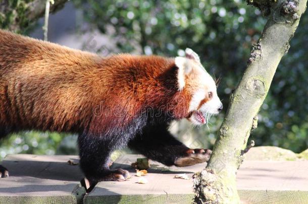 红色的熊猫,小熊猫富根斯