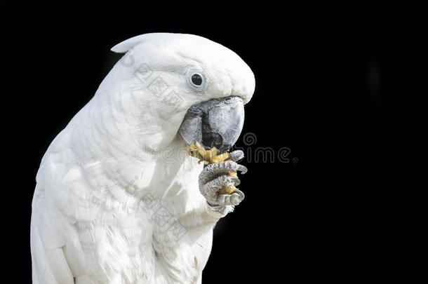美冠鹦鹉鹦鹉吃从它的脚