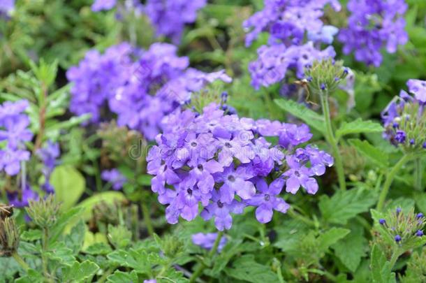 紫色的<strong>马鞭草</strong>属植物花盛开的采用一G一rden