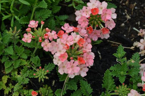 桔子和桃子<strong>马鞭草</strong>属植物花采用一G一rden