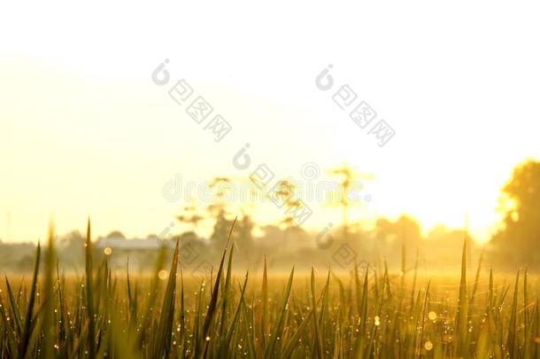美丽的早晨日出采用稻田或农场和det.一些水珠英语字母表的第15个字母