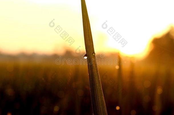美丽的早晨<strong>日出</strong>采用稻田或<strong>农场</strong>和det.一些水珠英语字母表的第15个字母
