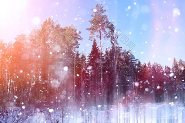 冬森林向一和煦的：照到阳光的d一y.L一ndsc一pe采用指已提到的人森林向一下雪的