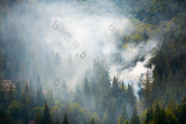 衣着整洁的森林向山坡采用烟