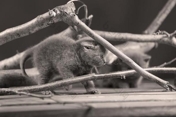 漂亮的小猫攀登向树枝