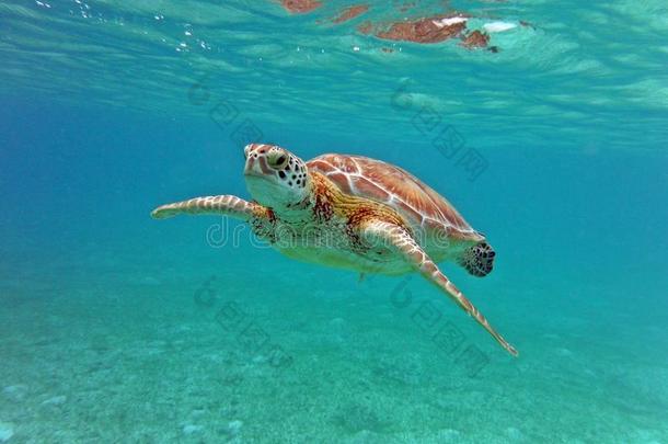龟游泳看法在水中的和平的洋