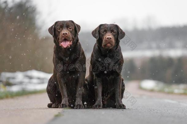 两个漂亮的年幼的棕色的label-dressroutine日常事分类寻猎物犬公狗小狗一次衣服