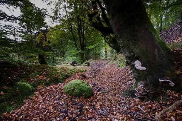 仙女传说森林采用苏格兰的高原地区