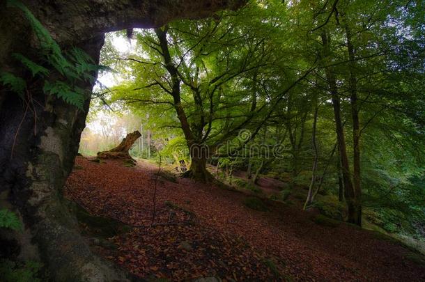 仙女传说森林采用苏格兰的高原地区