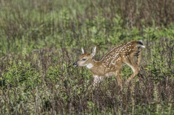年幼的白尾鹿幼鹿跑步采用指已提到的人草地