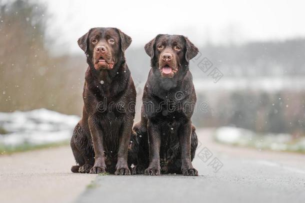 两个漂亮的年幼的棕色的label-dressroutine日常事分类寻猎物犬公狗小狗一次衣服