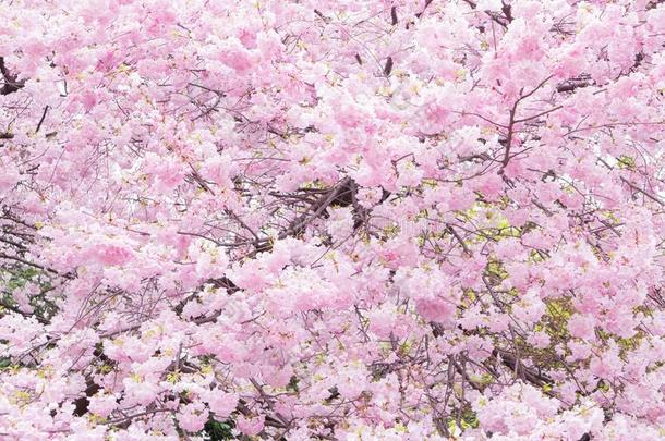 樱桃花地点