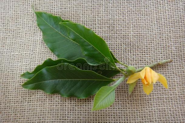 树枝关于尚帕克-花,芽和树叶-黄色的或或angeflores花