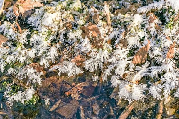 雪结晶采用montane山地森林-为使颤动而装在弹簧上的公园