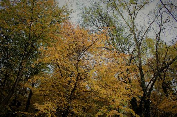 秋树采用指已提到的人森林