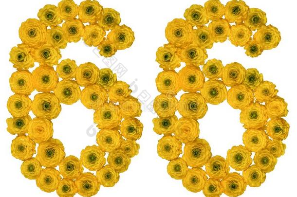 阿拉伯的数词<strong>66</strong>,num.六十六,从黄色的花关于毛茛,