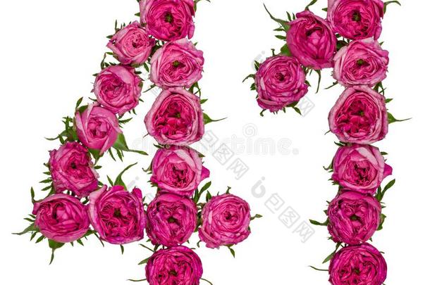 阿拉伯的数词<strong>41</strong>,四十num.一,从红色的花关于玫瑰,隔离的
