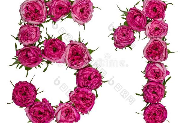 阿拉伯的数词51,五十个人num.一,从红色的花关于玫瑰,隔离的