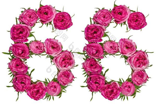 阿拉伯的数词<strong>66</strong>,num.六十六,从红色的花关于玫瑰,隔离的