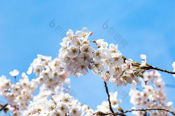 盛开的樱桃花采用中山公园采用Spr采用g,Q采用gdao,英语字母表的第3个字母