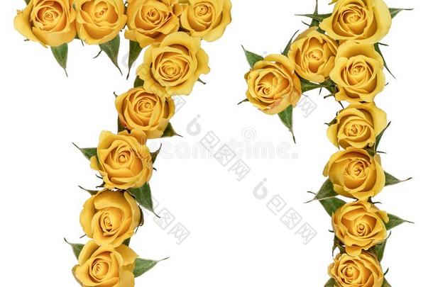 阿拉伯的数词71,七十num.一,从黄色的花关于玫瑰,isolation隔离