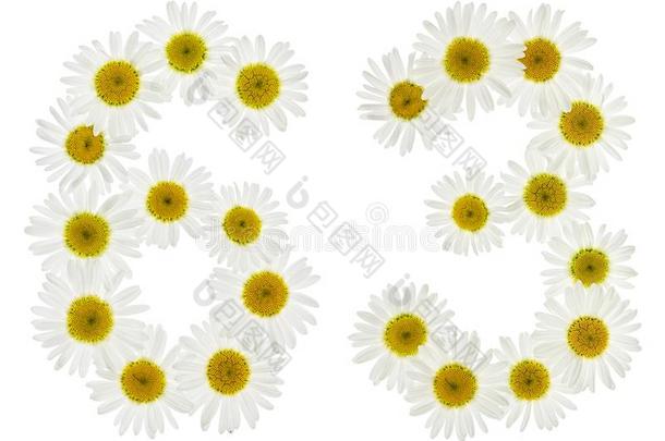 阿拉伯的数词63,num.六十num.三,从白色的花关于甘菊,