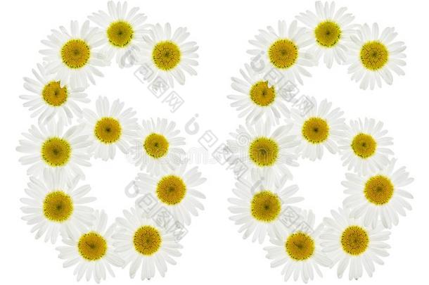 阿拉伯的数词<strong>66</strong>,num.六十六,从白色的花关于甘菊,我
