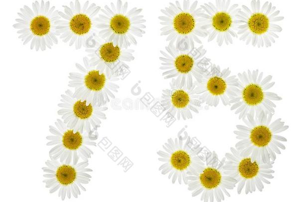 阿拉伯的数词75,七十num.五,从白色的花关于甘菊