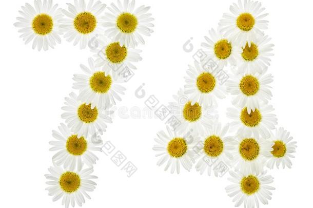 阿拉伯的数词74,<strong>七十</strong>num.四,从白色的花关于甘菊