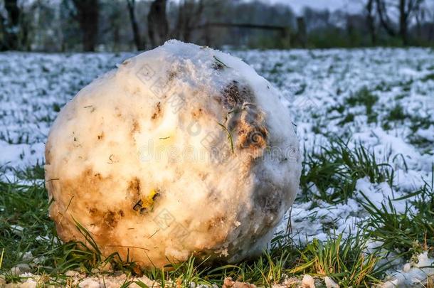 模型汽车捕集的采用巨人雪球