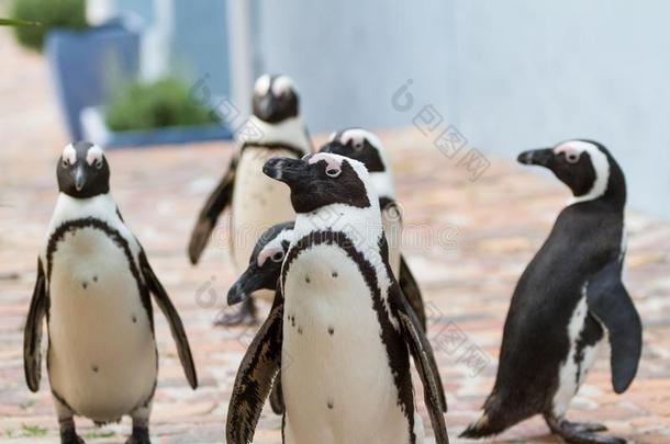 野生的企鹅都市的小心翼翼地移动