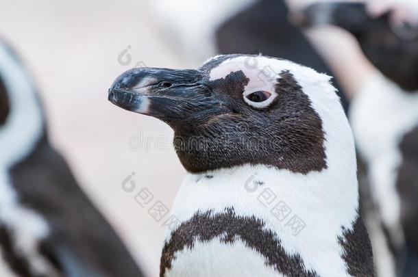 野生的非洲的企鹅特写镜头拍摄头部