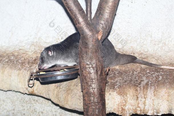 新的畿尼地面有袋类的一种<strong>树上</strong>动物