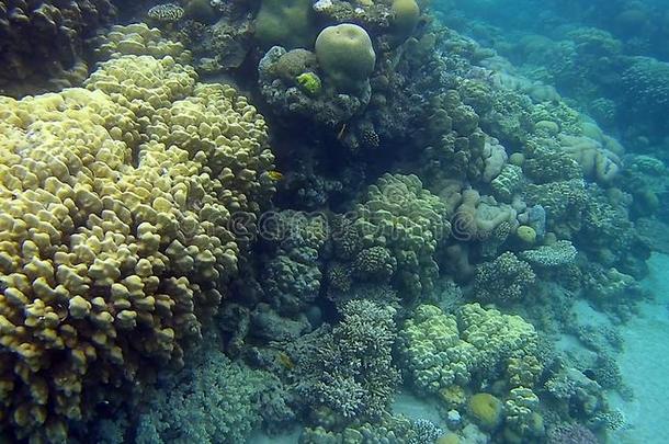 污迹五颜六<strong>色</strong>的珊瑚礁采用红<strong>色</strong>的海