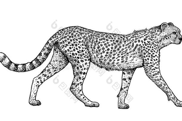 非洲猎豹,动物,哺乳动物说明,绘画,版画,墨水,英语字母表的第12个字母